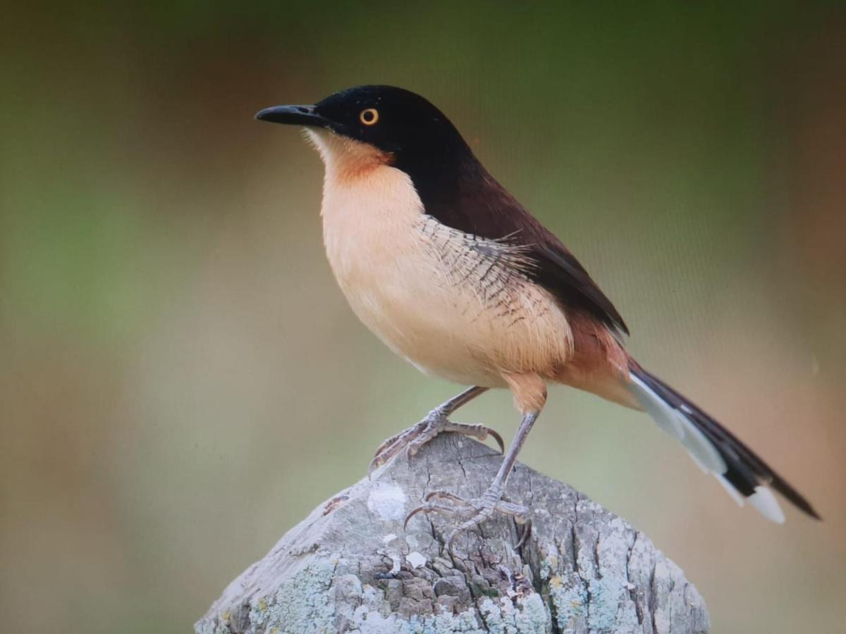 Posada Del Angu Puerto Iguazú Zewnętrze zdjęcie